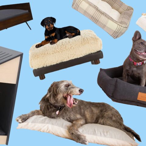 The Best Dog Beds for Your Furry Best Friend