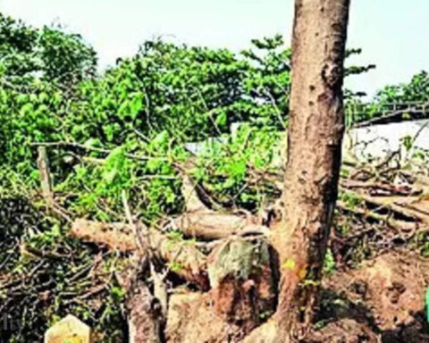 Haryana govt proposes policy allowing tree felling on urban land allotted for projects, ET RealEstate