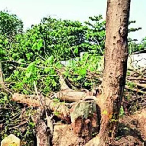 Haryana govt proposes policy allowing tree felling on urban land allotted for projects, ET RealEstate